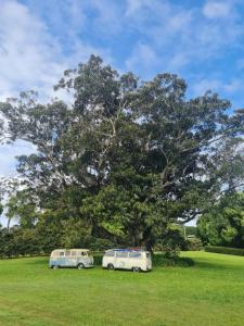 due auto parcheggiate sotto un albero in un campo di Cedia at Byron Bay Hinterland a Byron Bay
