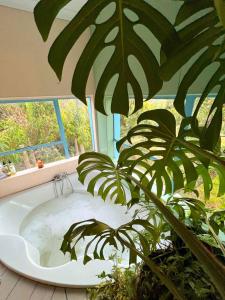 a bath tub with a plant in front of a window at Starry Starry Night in Montagu