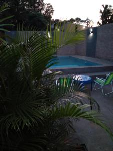 una piscina con 2 sillas y una palmera en CardónApart en Puerto Iguazú