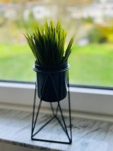 a plant in a black pot on a window sill at Ferienwohnung in Herscheid in Herscheid