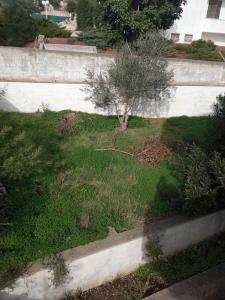 Un petit arbre dans l'herbe à côté d'un mur dans l'établissement Casetta bianca, à Casarano