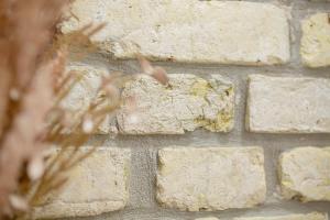 a stone brick wall with a plant in the foreground at Lukiskes square apartment (Oldtown) in Vilnius