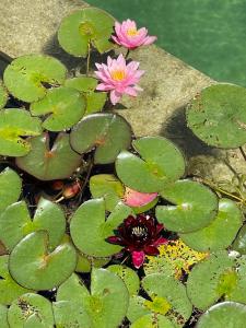 a group of pink flowers in the water at Canadian Blockhaus in Gernsheim