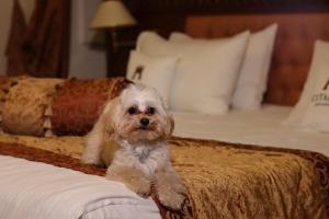Ein kleiner Hund sitzt auf einem Bett in der Unterkunft Citadel Inn Gastro Boutique Hotel in Lwiw