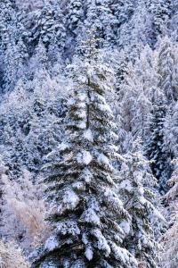 a snow covered pine tree with snow on its branches at PUY SAINT VINCENT APPARTEMENT T2 BALCON SUPER PANORAMA AVEC PARKING PRIVE COUVERT et PISCINE L'ETE in Puy-Saint-Vincent