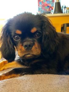 a small black and brown dog laying on the floor at Appart'Hotel-Restaurant Castel Emeraude in Amélie-les-Bains-Palalda