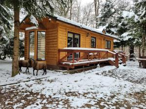 two animals standing in front of a cabin in the snow at Domki drewniane pod Karpaczem in Mysłakowice
