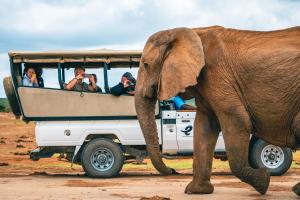 un groupe de personnes dans un véhicule de safari avec un éléphant dans l'établissement Hitgeheim Country Lodge, à Addo