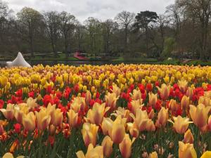 un campo de tulipanes amarillos y rojos en un parque en Camping De Hof van Eeden, en Warmond