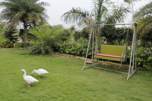 two geese walking in the grass next to a swing at Farm Aavjo in Pushkar