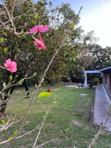 Homestay Victoria Entre Rios في فيكتوريا: شجرة مع الزهور الزهرية في الفناء