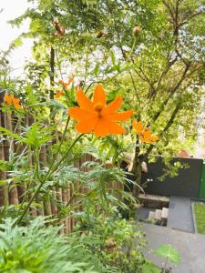 um grupo de flores de laranja num jardim em Refugio Do Morro - Morro São Paulo em Morro de São Paulo