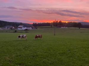 Schöneben的住宿－Ferienhaus Goanbau，日落时分在田野放牧的两头牛