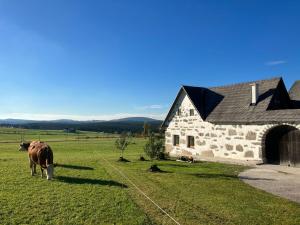 Schöneben的住宿－Ferienhaus Goanbau，石谷仓旁边的田野里放牧的牛