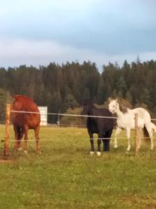 Zvieratá na farme alebo blízkom okolí