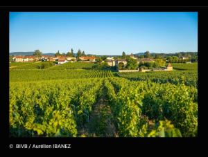 - une vue sur un vignoble avec des vignes vertes dans l'établissement ÔNuméro6, à Tournus