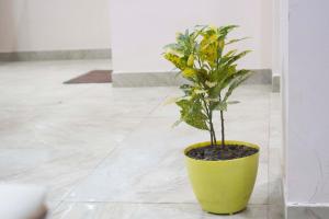 uma planta num vaso amarelo num quarto em JSB HOTEL em Faridabad