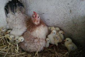um grupo de galinhas sentadas num ninho em Casa en Jafre Empordà Costa Brava Piscina Can Pauet 