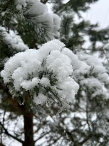 a snow covered branch of a pine tree at Respect in Mykulychyn