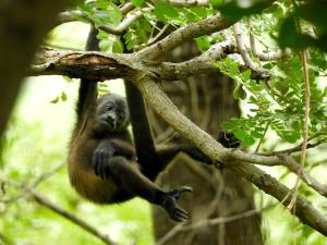 a baby monkey hanging from a tree branch at Jungle Farm, Digital Detox Cottage in Nicaragua in La Esperanza