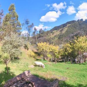 ein Schaf, das auf einem Feld mit einem Berg weidet in der Unterkunft CUENCA hermosa casa en el campo in Guishil