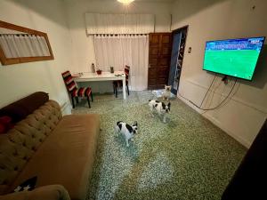zwei Katzen stehen in einem Wohnzimmer mit einem TV in der Unterkunft Casona in Laferrere