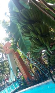 Banda zielonych bananów wiszących z budynku w obiekcie El Pacific Surf House w mieście Sipacate