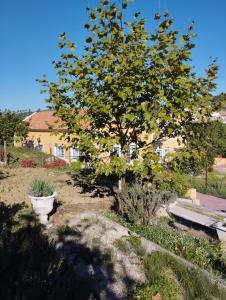 uma árvore num quintal ao lado de uma casa em Villa Rosa - Quinta do Santo Espírito em Aveiras de Baixo