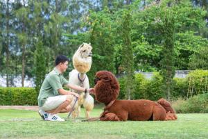 dusitD2 Khao Yai في مو سي: رجل جالس على العشب ومعه كلبين