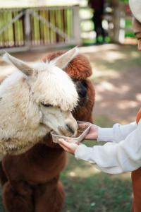 a person feeding a goat a piece of food at dusitD2 Khao Yai in Mu Si