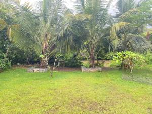 einen Hof mit zwei Palmen und einem Grasfeld in der Unterkunft Maina Home's Gₐₗₗₑ in Bope