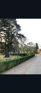 a park with a large tree and a sidewalk at Conteiner en Comdoro Py 