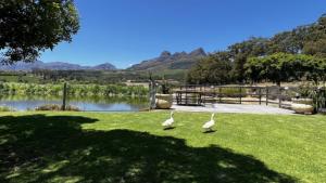 deux oiseaux blancs qui marchent sur l'herbe près d'un lac dans l'établissement In the Vine Country Manor & Spa, à Stellenbosch