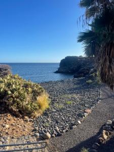 uma praia rochosa com uma palmeira e o oceano em Barista Homes em San Miguel de Abona
