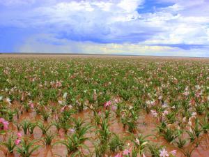 a field full of pink flowers in a field at Maltahöhe Self Catering in Maltahöhe
