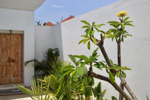 a group of plants in front of a building at White Villa 212 in Canggu