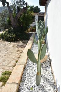 a cactus sitting on the side of a house at Masseria Tenuta Flora Maria in Leverano