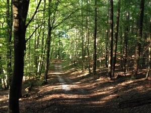 un camino de tierra en una zona boscosa con árboles en Ferien am Roten Haus, en Buckow