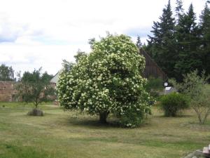 a tree with white flowers on it in a yard at Ferienwohnung Bergschäferei in Liebenhof +26 photos