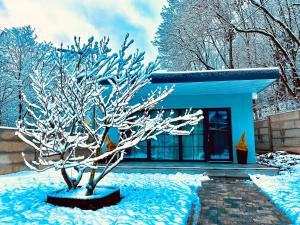a tree in front of a house in the snow at Ferienwohnung Niederlaasphe in Bad Laasphe