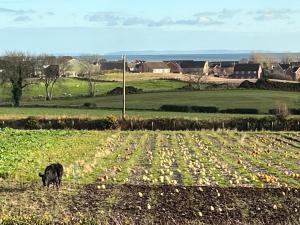 a cow standing in a field of crops at The Boathouse in Donaghadee