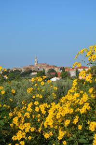 um campo de flores amarelas com uma cidade ao fundo em Villa Leopoldo by Istrian Country Houses em Barat