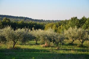um pomar com oliveiras num campo em Villa Leopoldo by Istrian Country Houses em Barat