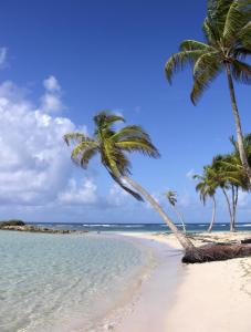 two palm trees on a beach with the ocean at Bungalows MALUEVA in Sainte-Anne