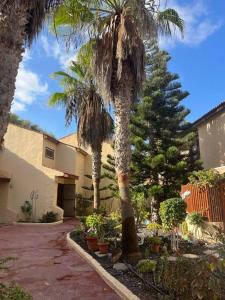 un palmier dans une cour à côté d'un bâtiment dans l'établissement Casa Cactus Paraiso, à Parque Holandes