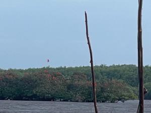 um papagaio a voar sobre um corpo de água com árvores em Chalé Murici Lençóis em Santo Amaro