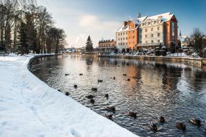 a group of ducks swimming in a river in the snow at Hotel Nad Pisą in Pisz