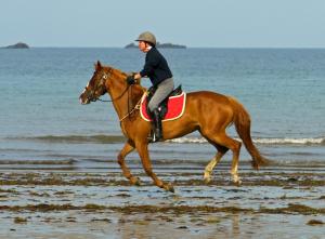 Ein Mann reitet ein Pferd am Strand in der Unterkunft Les chambres du Manoir de Kerhel in Locoal-Mendon