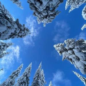 vistas a los árboles nevados con cielo azul en Ski hotel DOBRODOLAC en Kopaonik