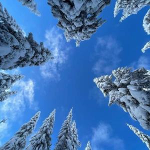 a view of snow covered trees with a blue sky at Ski hotel DOBRODOLAC in Kopaonik